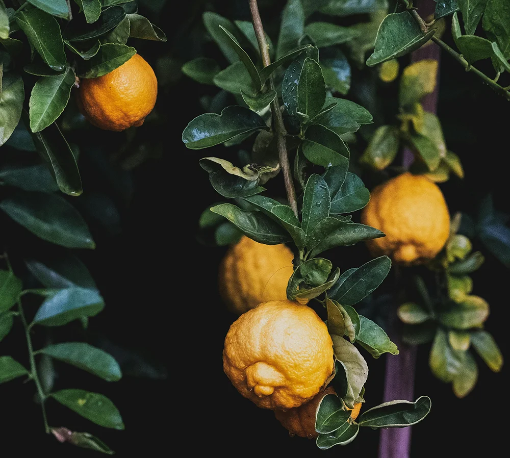 Ballan wrasse climbing gourami amur pike Arctic char, steelhead